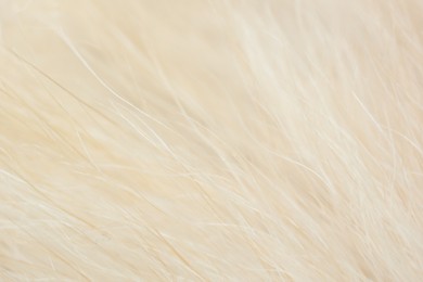 Photo of Texture of dog fur as background. Macro photography