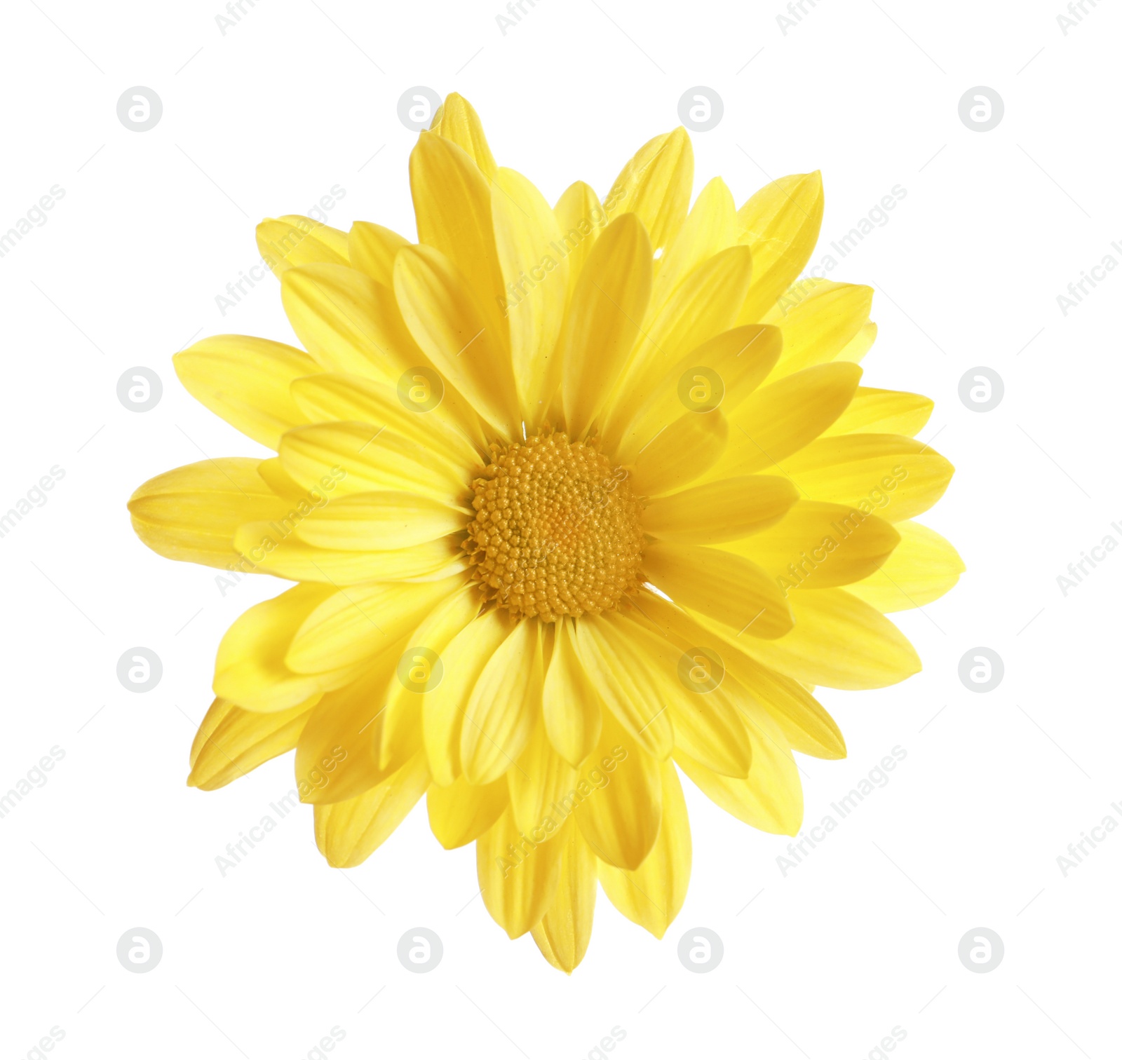 Photo of Beautiful and delicate chamomile flower on white background