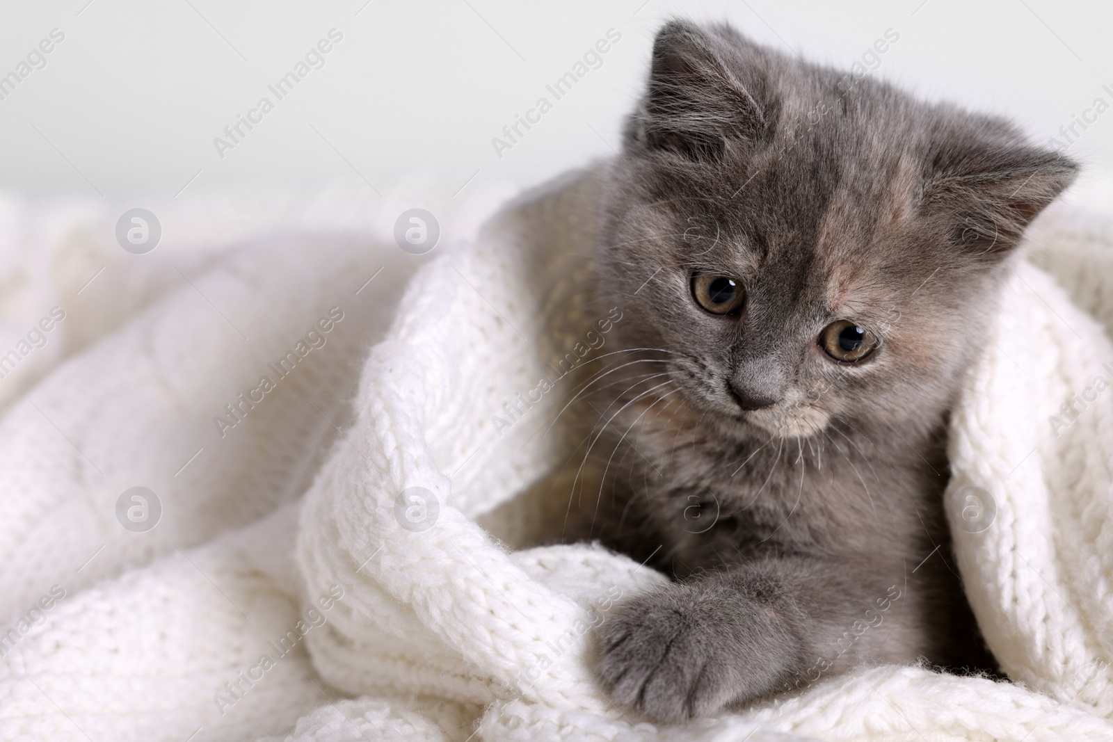 Photo of Cute fluffy kitten in white knitted blanket against light background