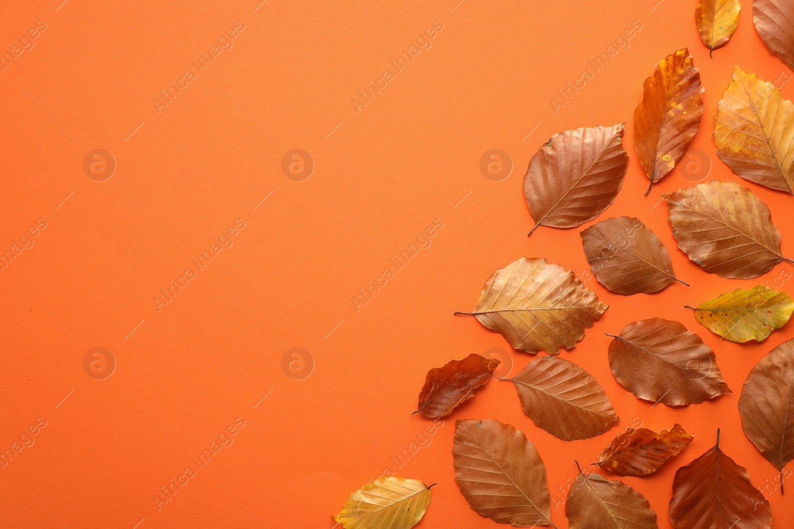 Photo of Autumn leaves on orange background, flat lay. Space for text