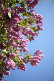 Photo of Closeup view of beautiful blossoming lilac shrub outdoors