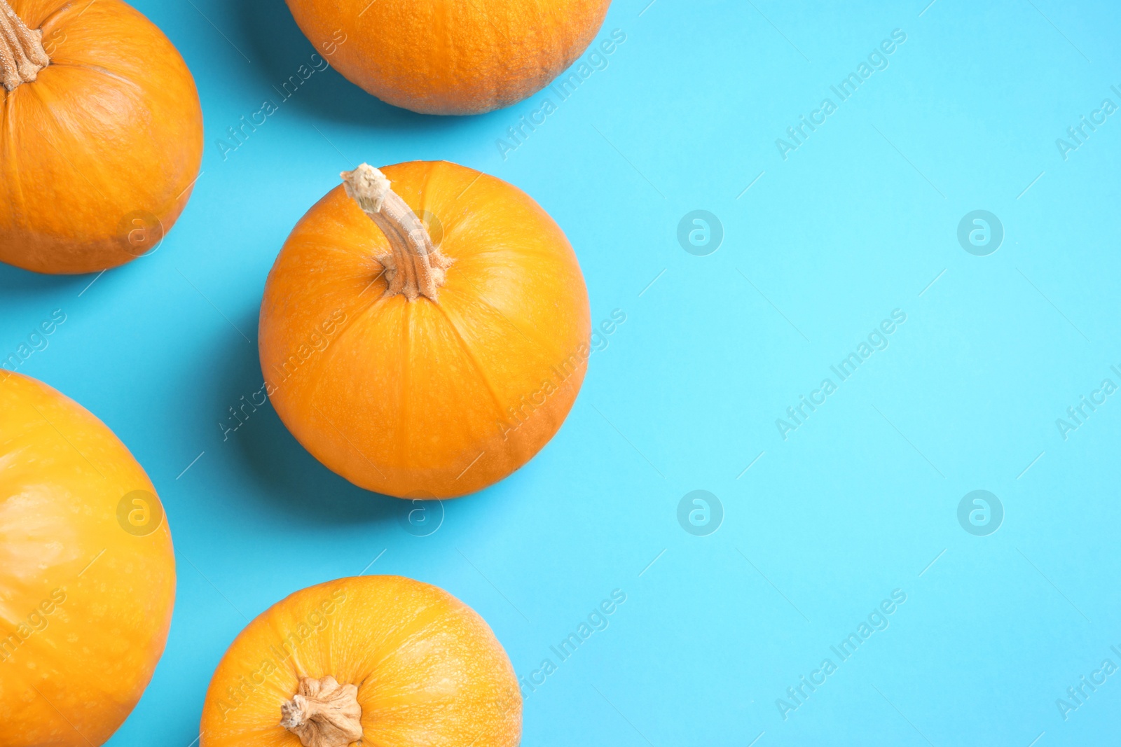 Photo of Fresh ripe pumpkins on blue background, flat lay with space for text. Holiday decoration