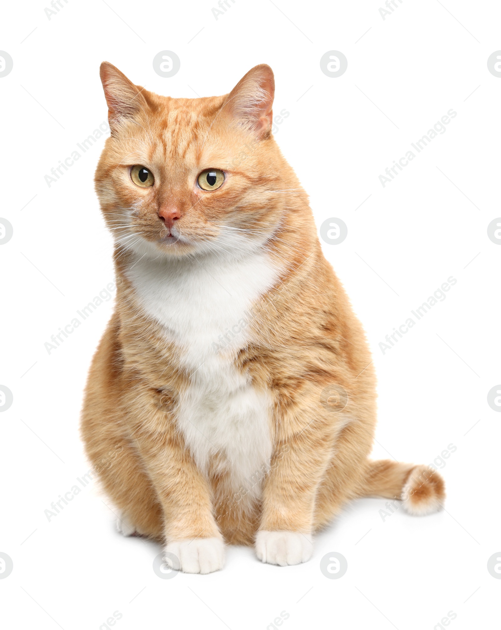 Photo of Cute ginger cat on white background. Adorable pet