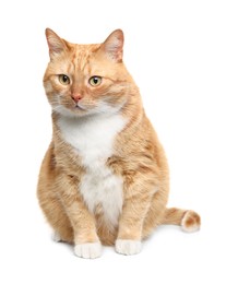 Photo of Cute ginger cat on white background. Adorable pet