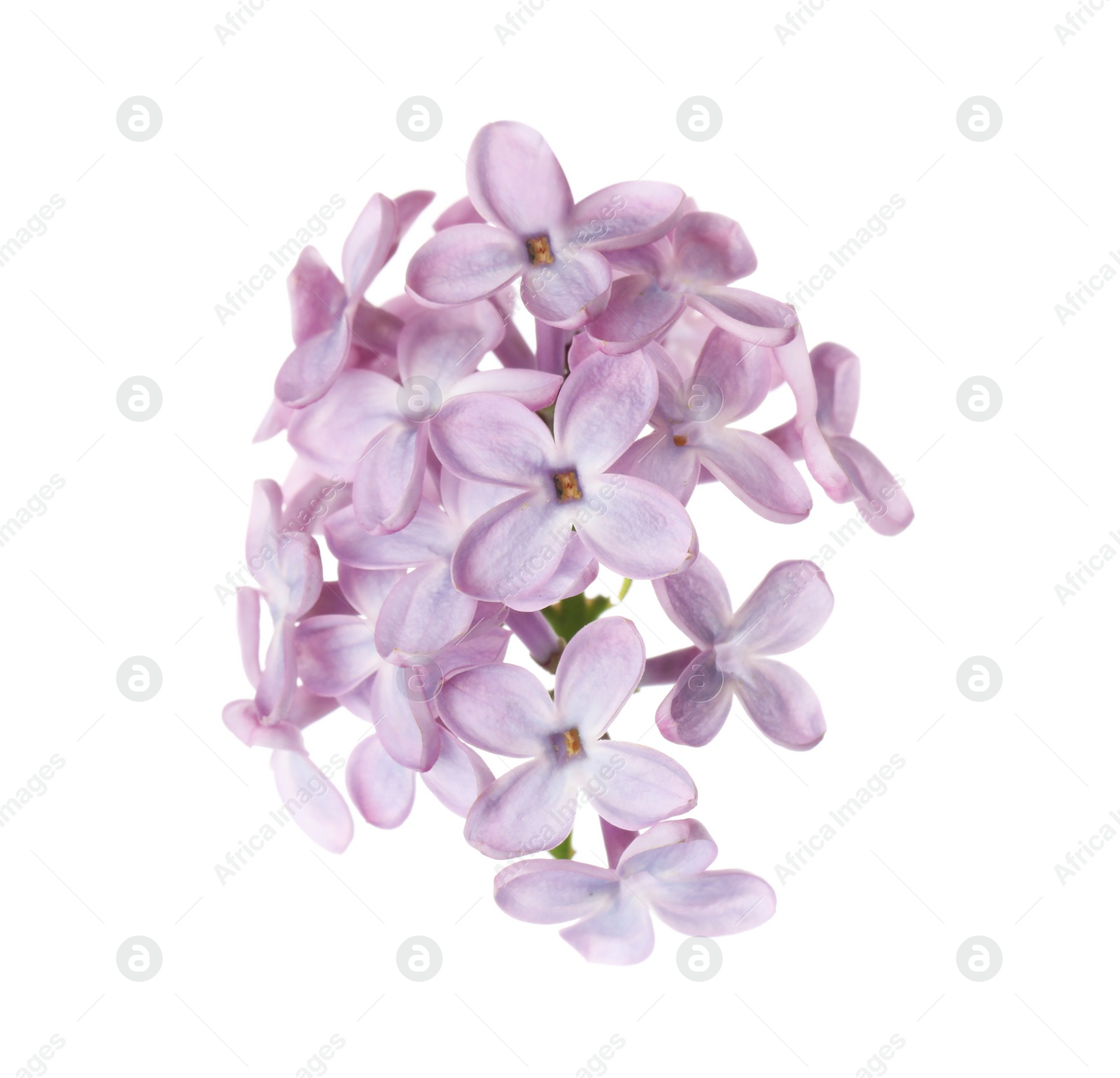 Photo of Beautiful violet lilac blossom isolated on white