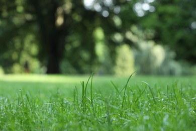 Photo of Fresh green grass with water drops growing on meadow in summer, closeup