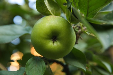 Photo of Ripe apple on tree branch in garden, closeup