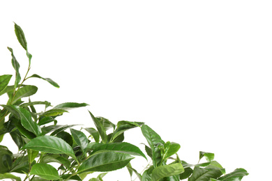 Green leaves of tea plant on white background