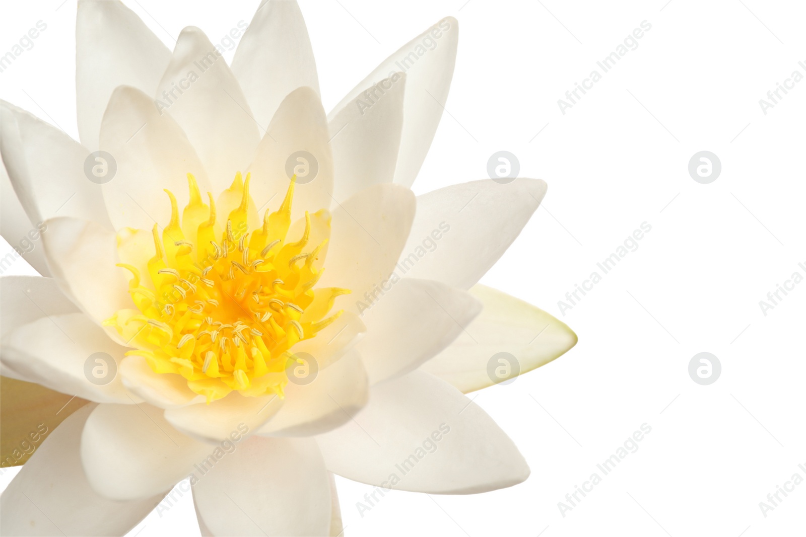 Photo of Beautiful blooming lotus flower on white background, closeup