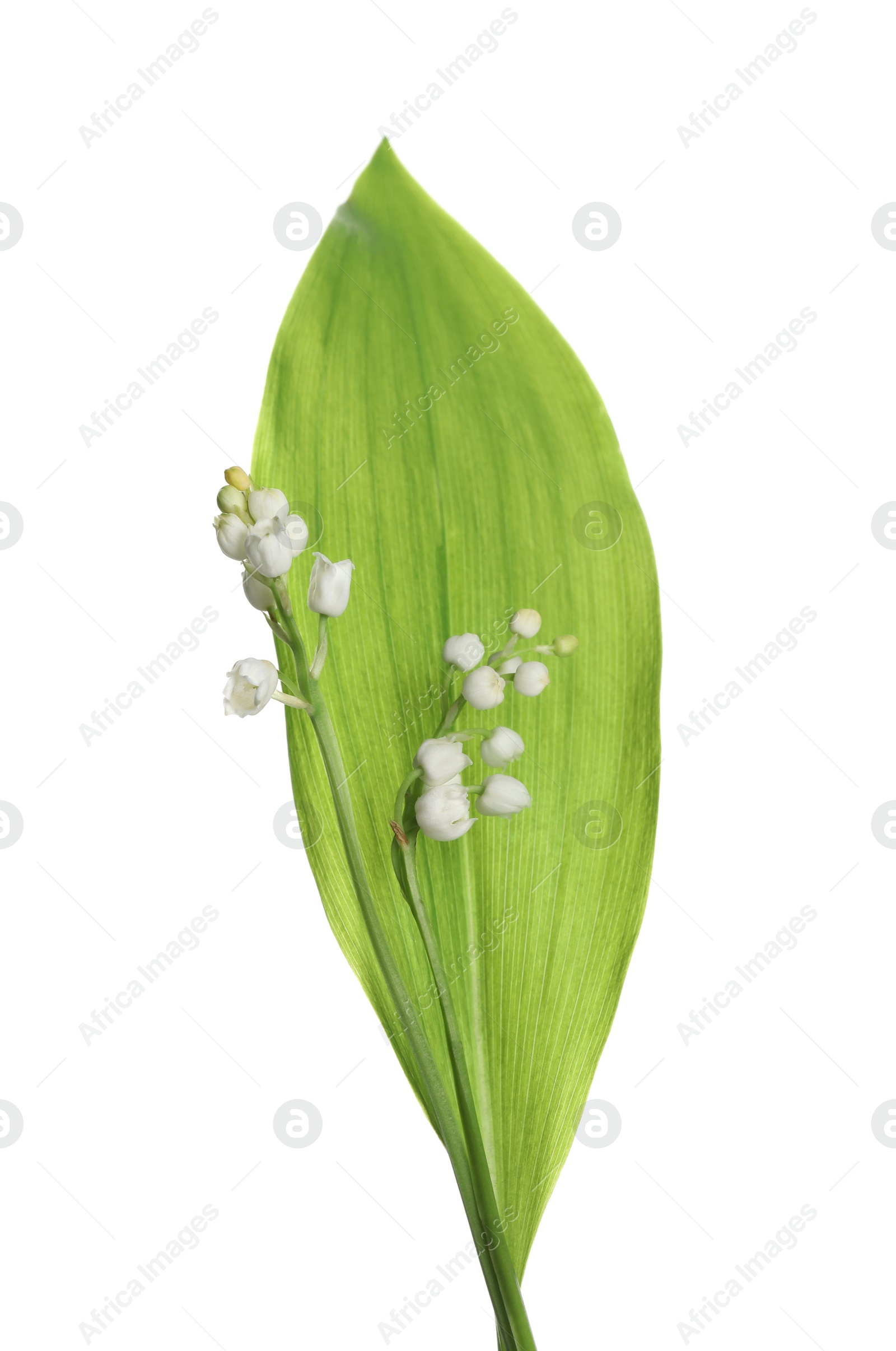 Photo of Beautiful lily of the valley flowers with leaf on white background
