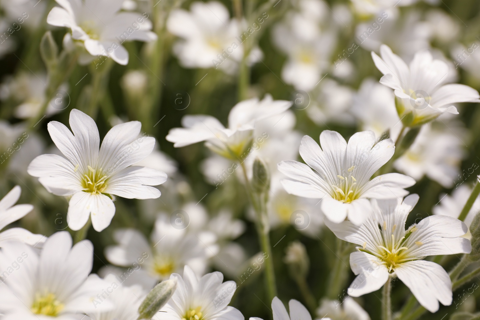 Photo of Closeup view of beautiful white meadowfoam field