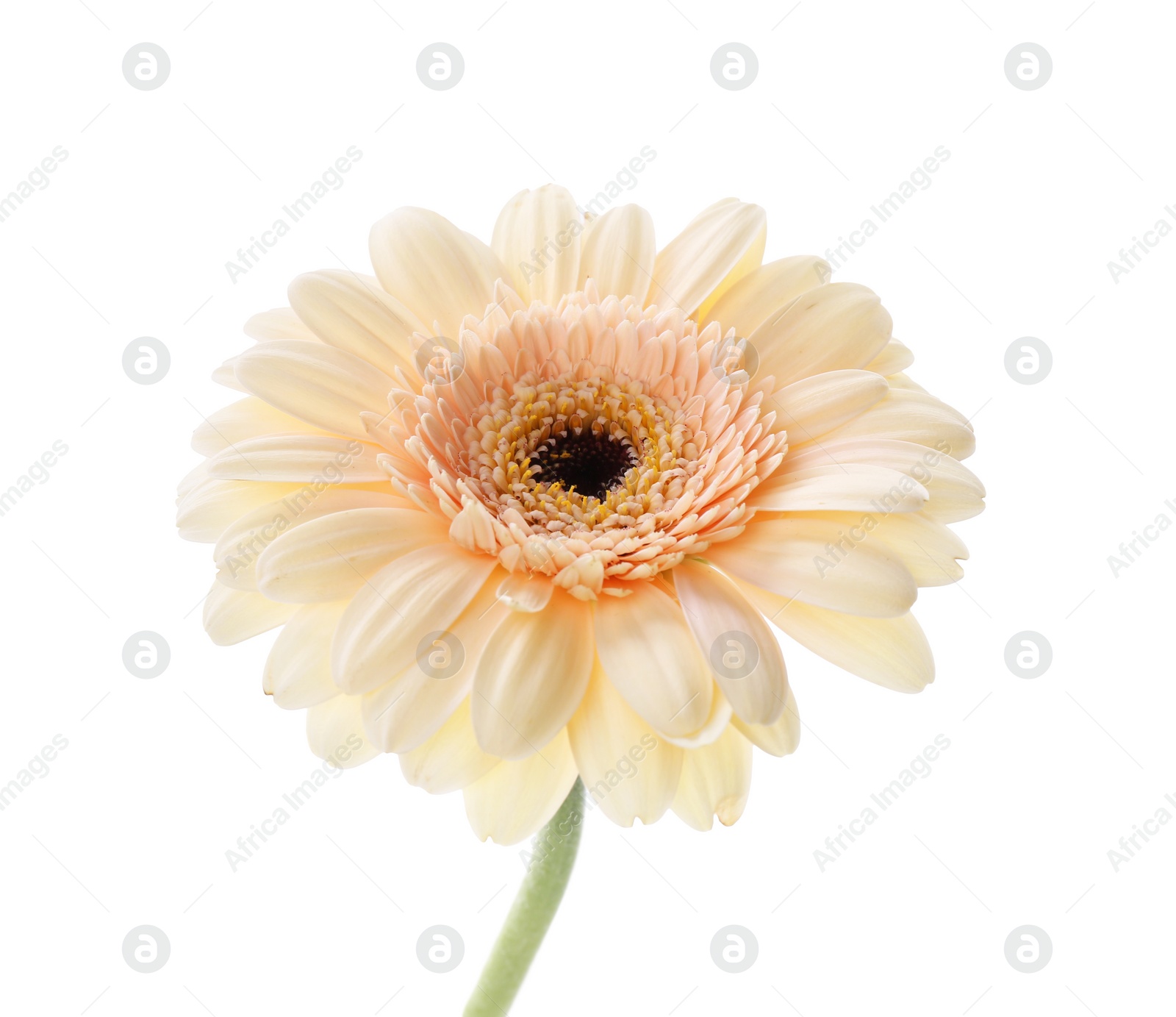 Photo of One beautiful tender gerbera flower isolated on white