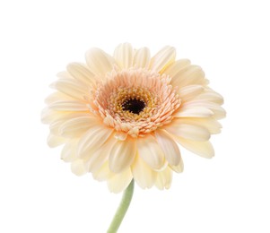 Photo of One beautiful tender gerbera flower isolated on white