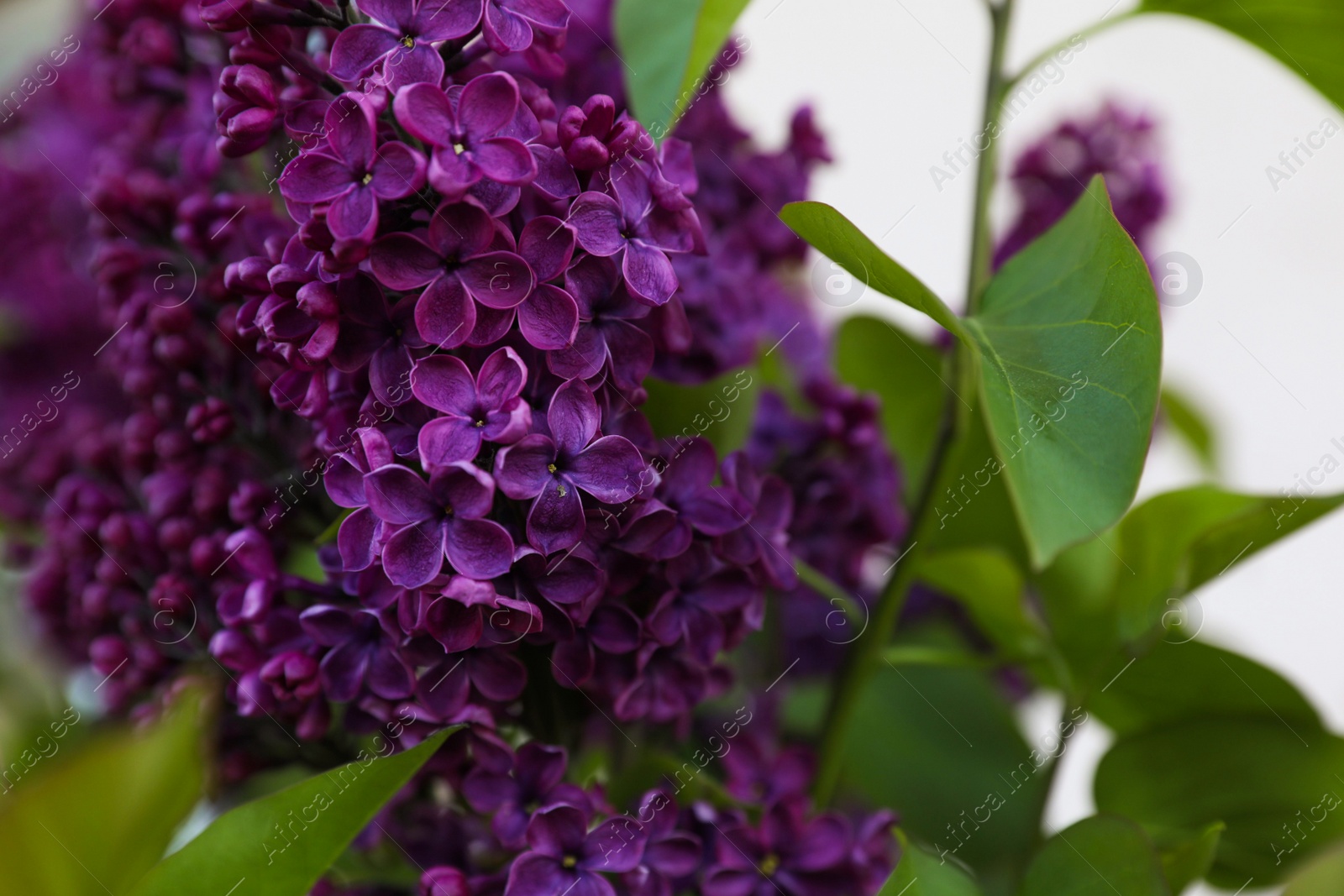 Photo of Beautiful lilac plant with fragrant purple flowers outdoors, closeup