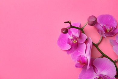 Branch with beautiful tropical orchid flowers on color background, top view. Space for text