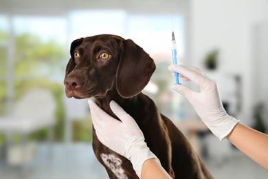 Image of Professional veterinarian vaccinating dog in clinic, closeup