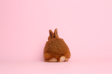 Photo of Adorable fluffy bunny on pink background, back view. Easter symbol