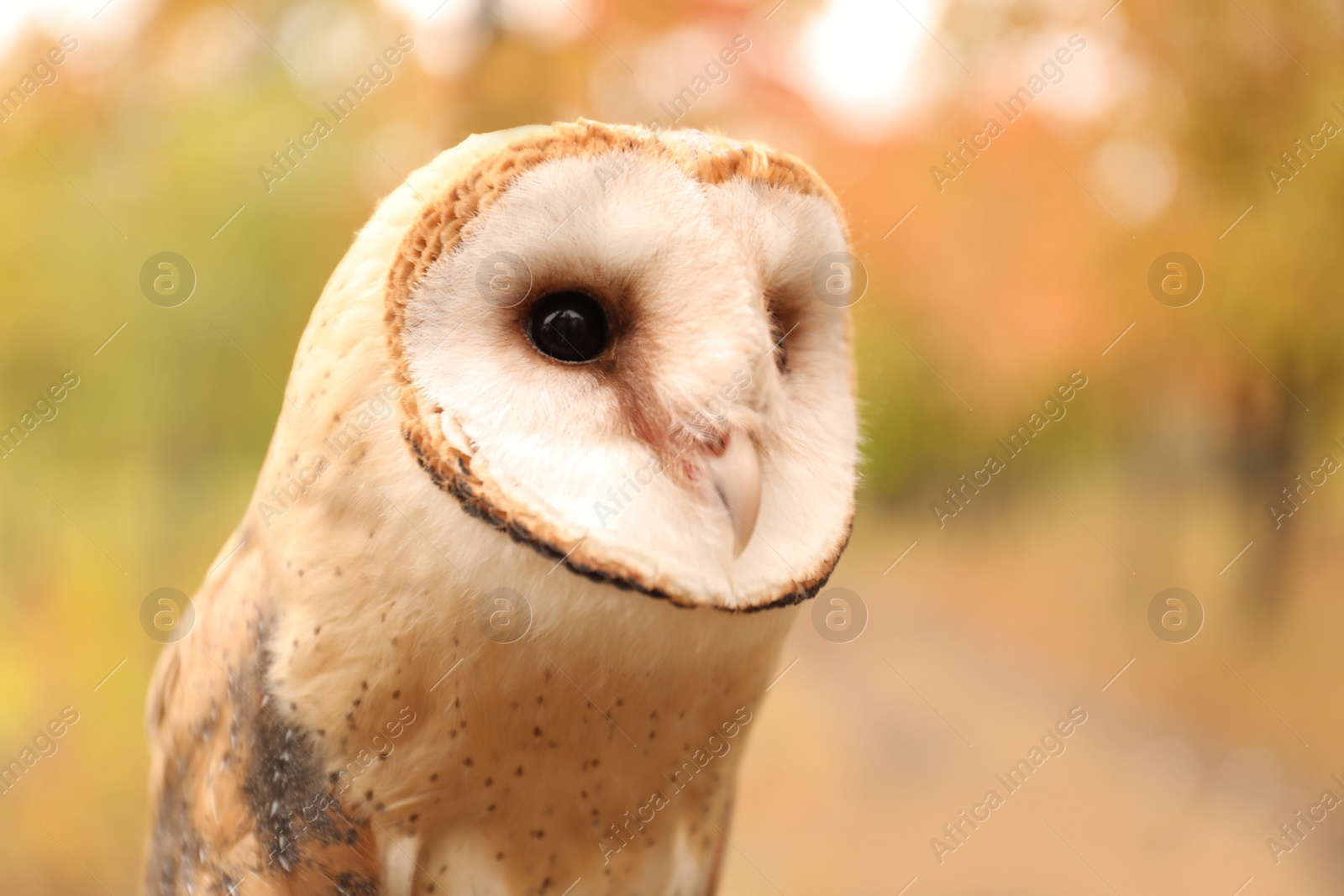 Photo of Beautiful common barn owl outdoors. Bird of prey