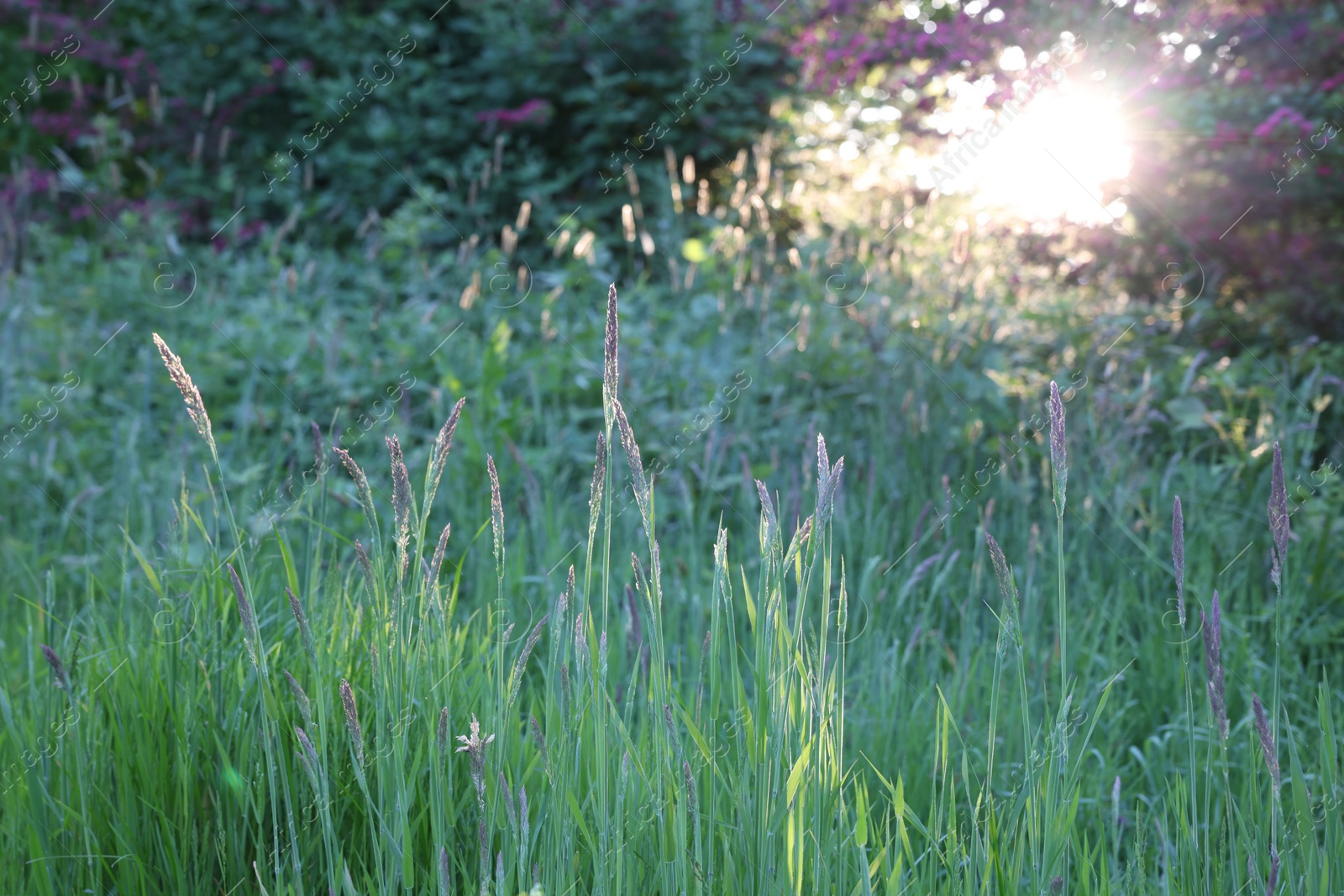 Photo of Beautiful view of green grass in park