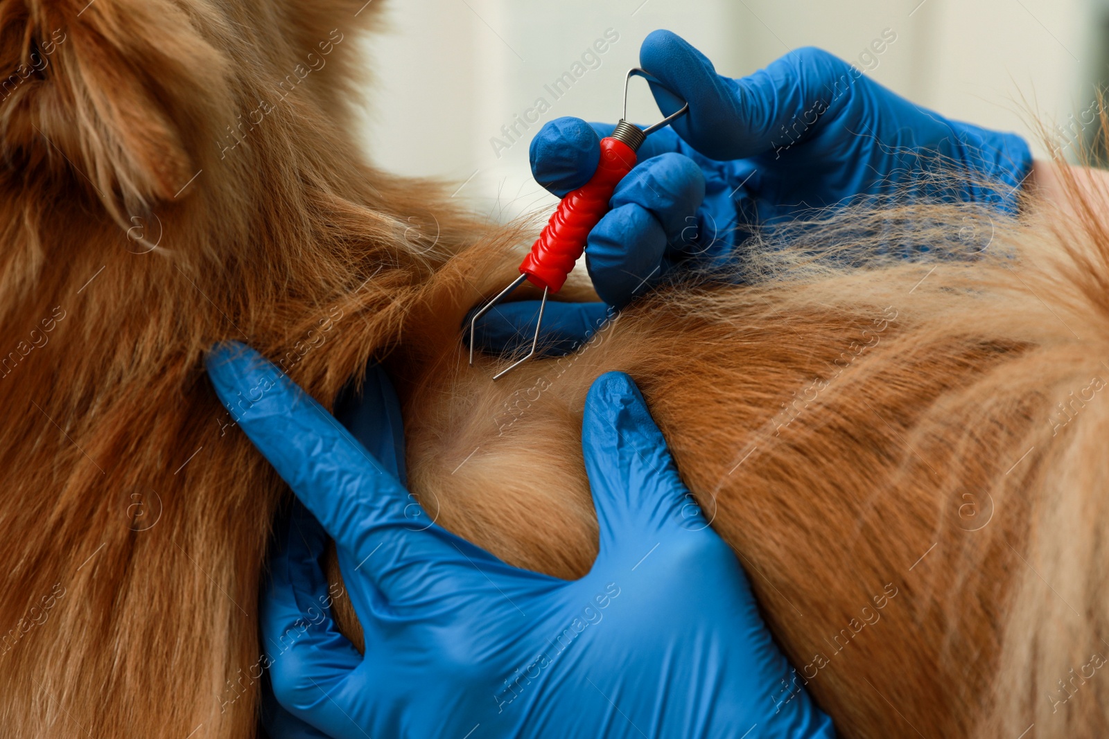 Photo of Veterinarian taking ticks off dog on blurred background, closeup