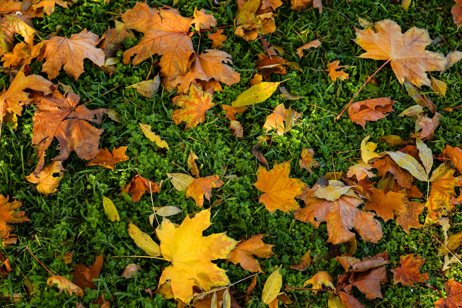 Photo of Beautiful dry leaves on grass outdoors, flat lay. Autumn season