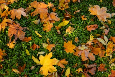 Beautiful dry leaves on grass outdoors, flat lay. Autumn season