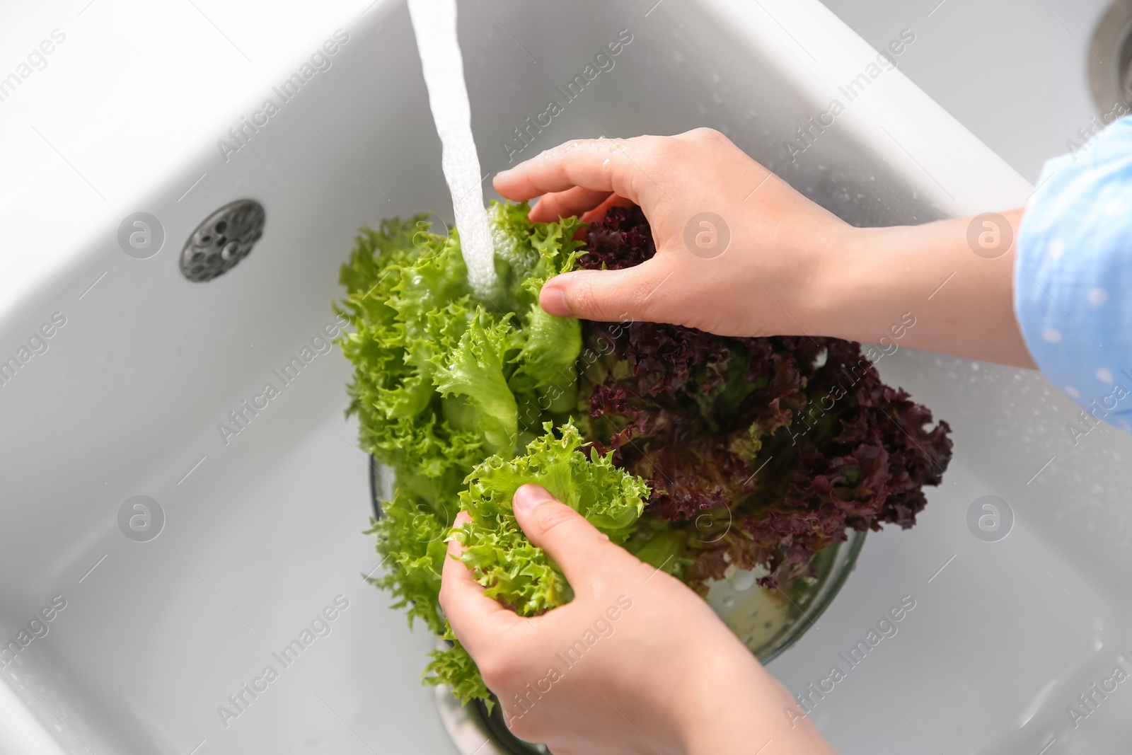 Photo of Woman washing fresh lettuce in kitchen sink, closeup