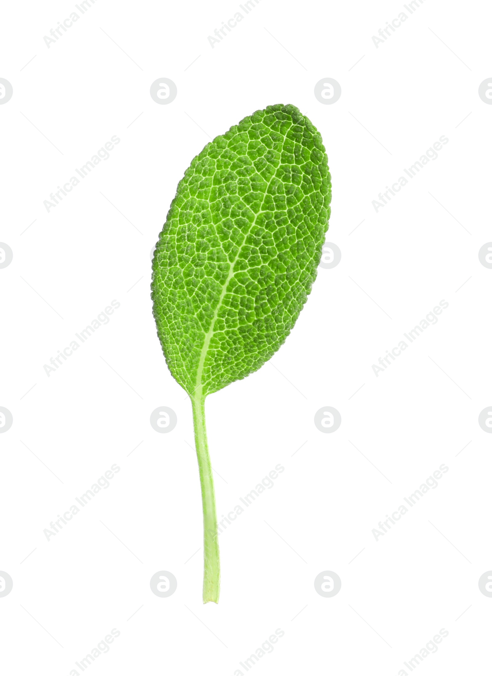 Photo of Aromatic green sage leaf isolated on white. Fresh herb