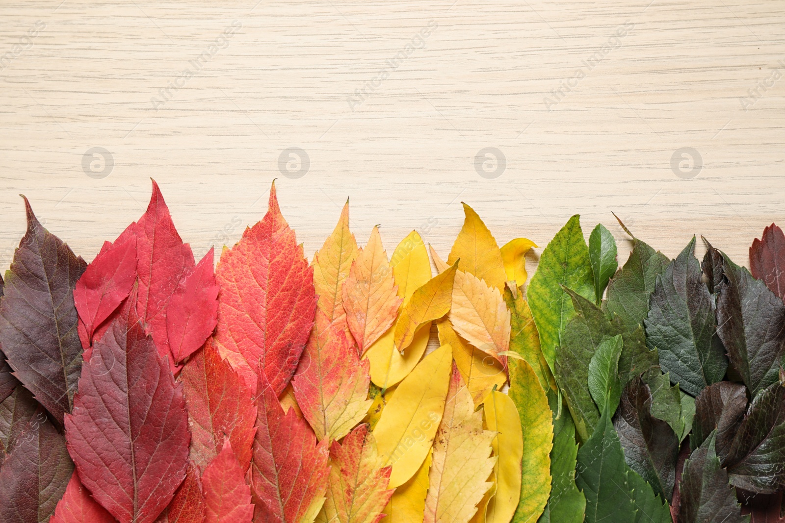 Photo of Beautiful composition with autumn leaves on light wooden background, top view