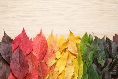 Photo of Beautiful composition with autumn leaves on light wooden background, top view