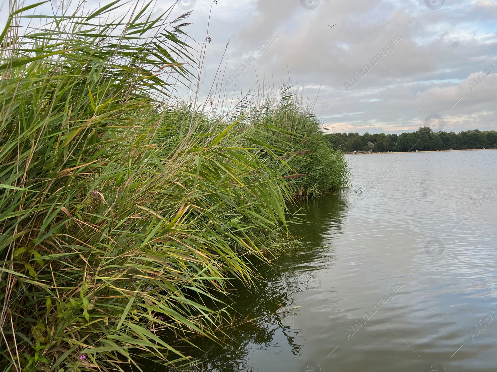 Photo of Picturesque view of river reeds and cloudy sky