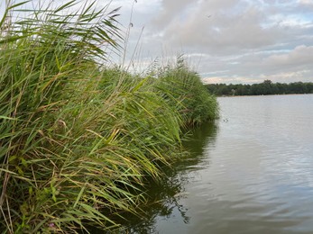 Photo of Picturesque view of river reeds and cloudy sky