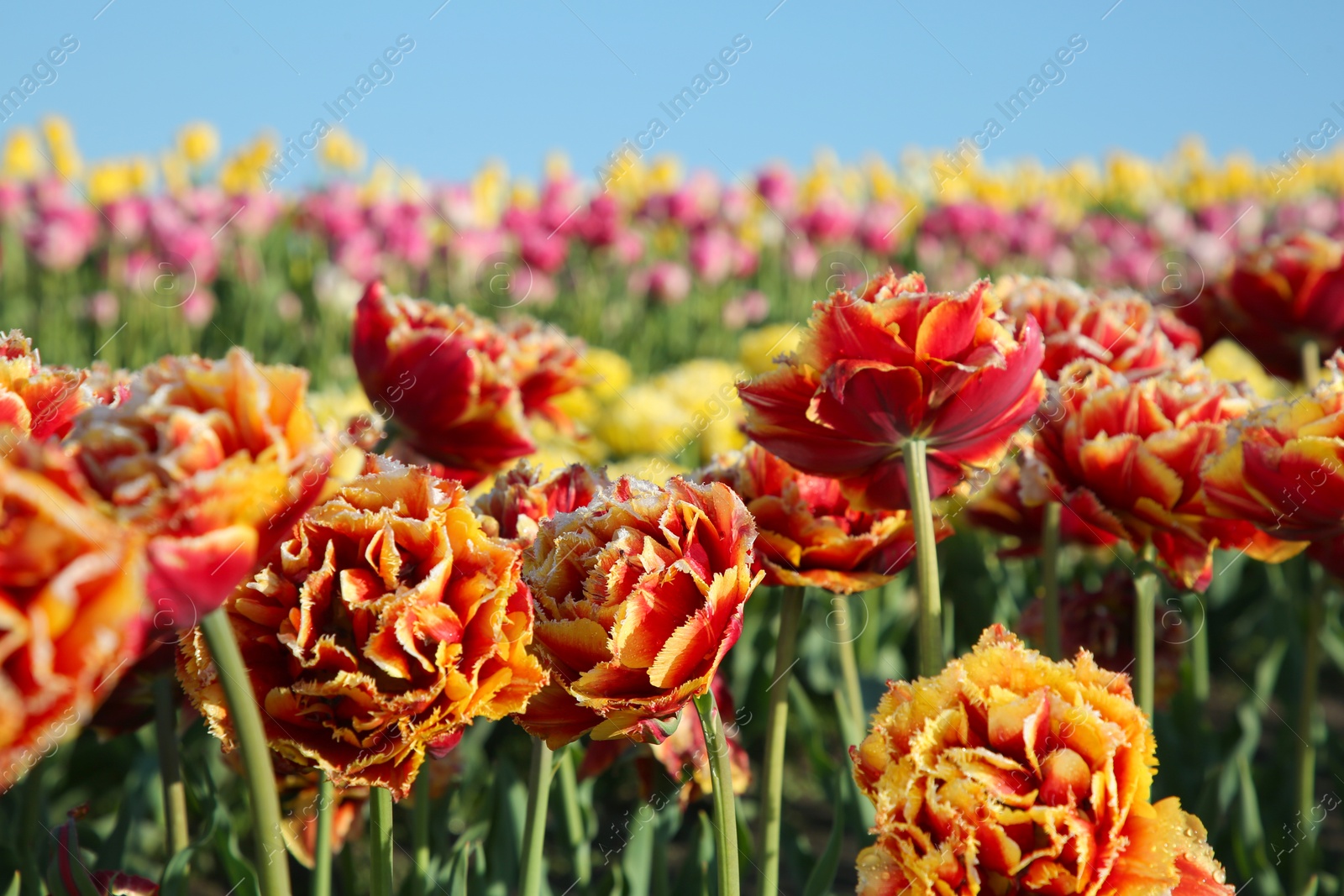 Photo of Beautiful colorful tulip flowers growing in field on sunny day, selective focus