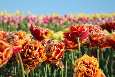 Photo of Beautiful colorful tulip flowers growing in field on sunny day, selective focus