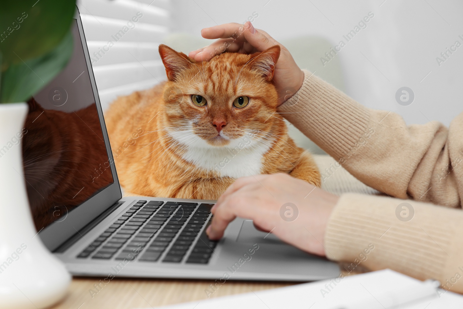 Photo of Woman working with laptop and petting cute cat at home, closeup