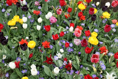 Many different colorful flowers growing outdoors, above view. Spring season