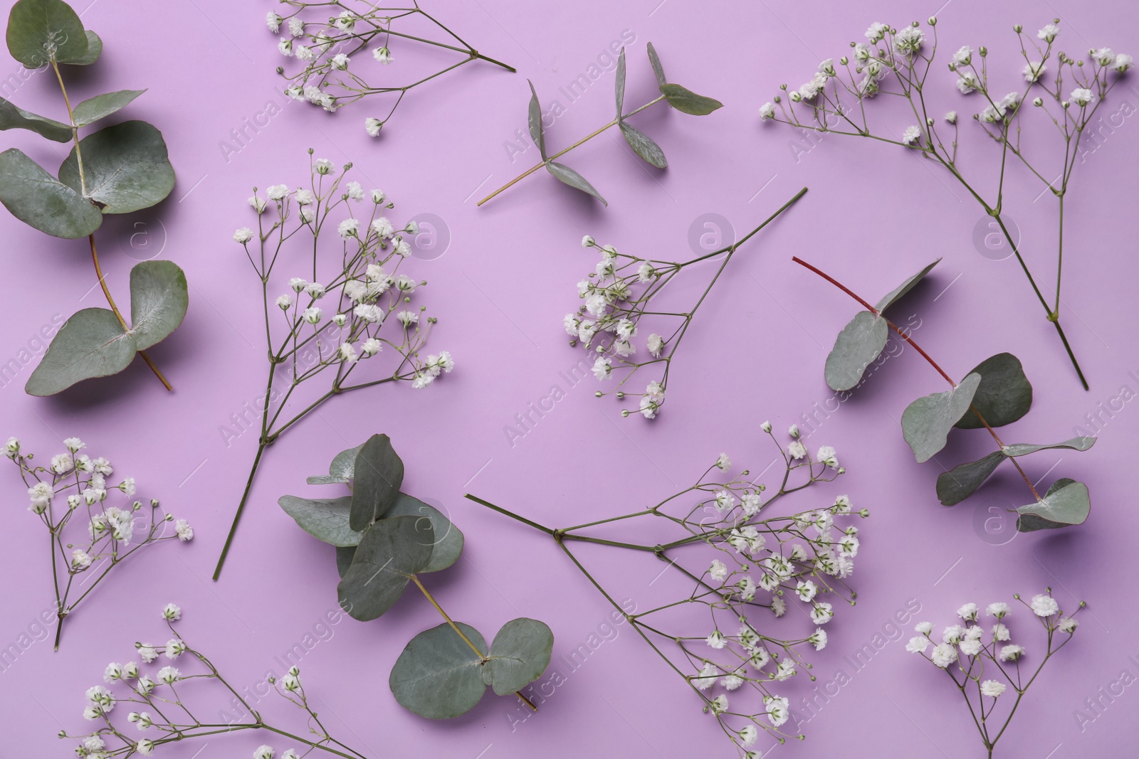 Photo of Beautiful floral composition with gypsophila flowers  and eucalyptus twigs on violet background, flat lay