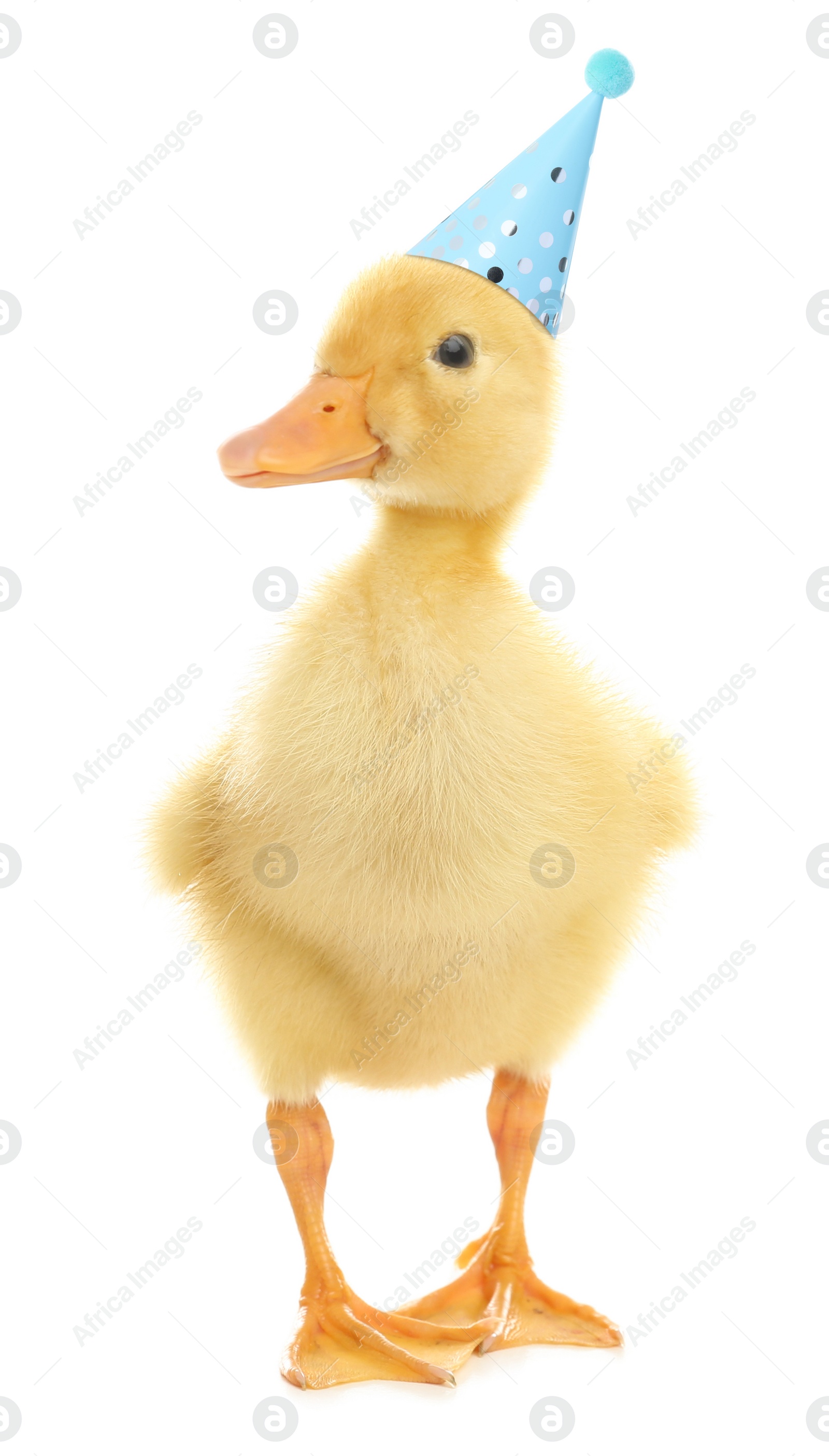 Image of Cute little duckling with party hat on white background