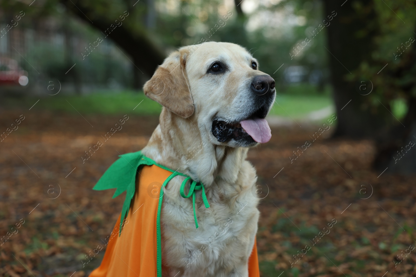 Photo of Cute Labrador Retriever dog wearing Halloween costume in autumn park