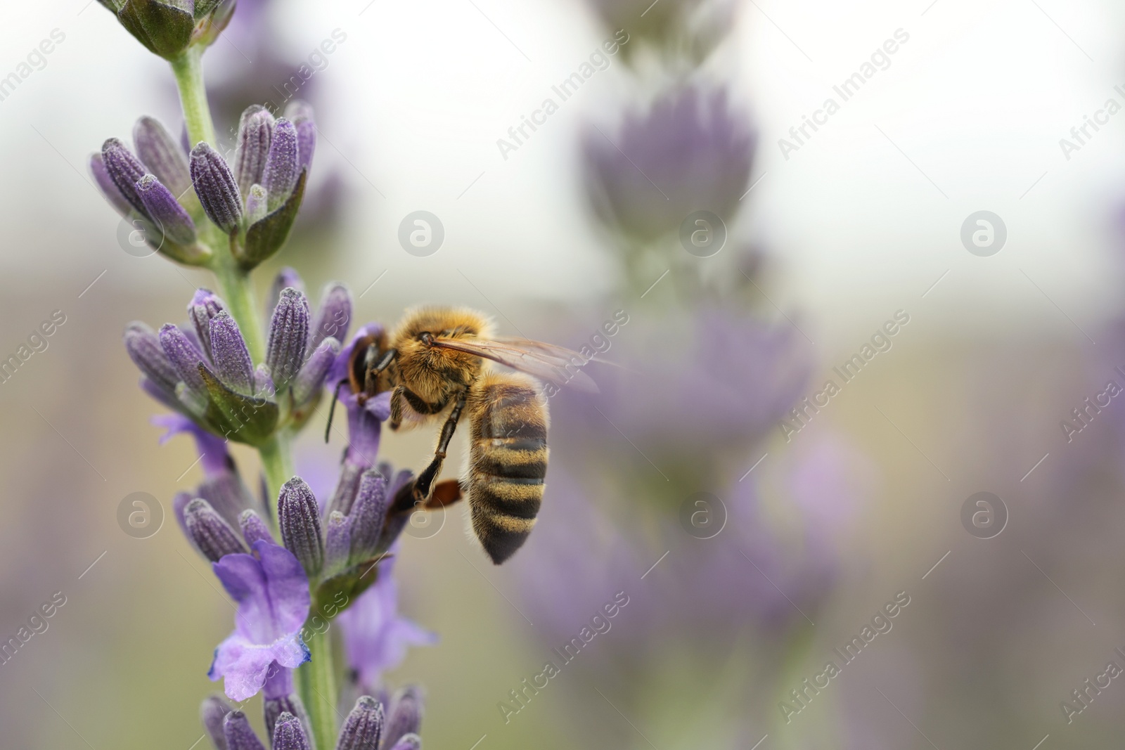 Photo of Honeybee collecting nectar from beautiful lavender flower outdoors, closeup. Space for text