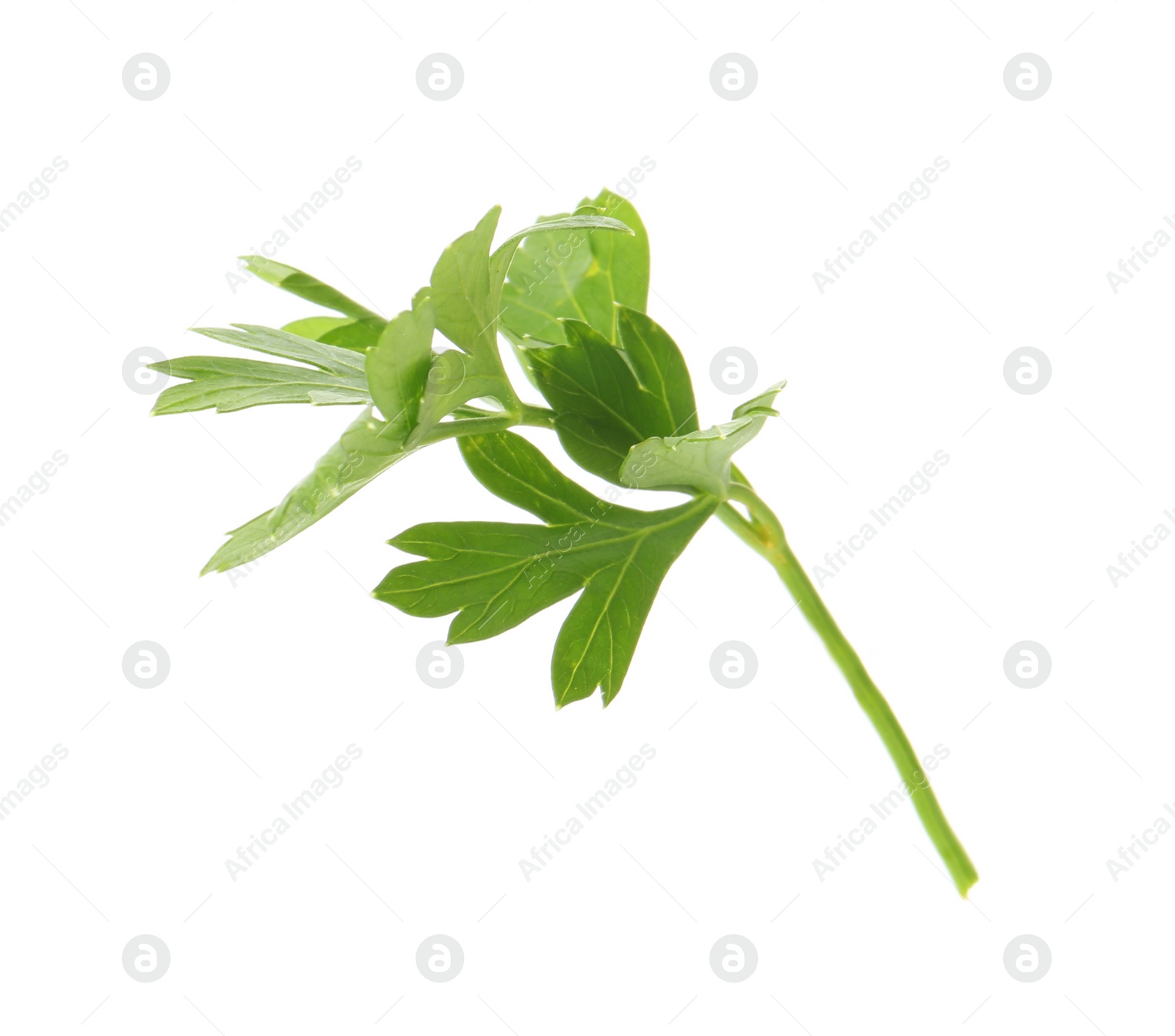 Photo of Aromatic fresh green parsley on white background