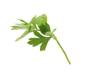 Aromatic fresh green parsley on white background