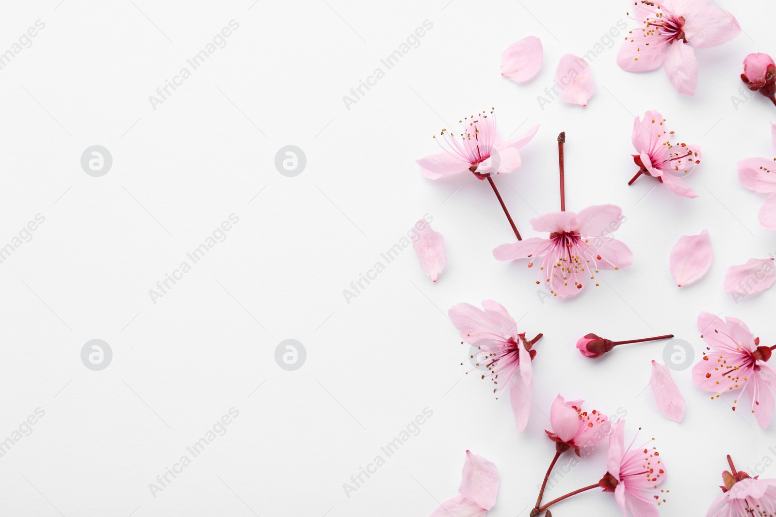 Photo of Beautiful spring tree blossoms and petals on white background, flat lay. Space for text