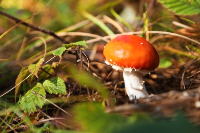 Photo of Fresh wild mushroom growing in forest, closeup. Space for text