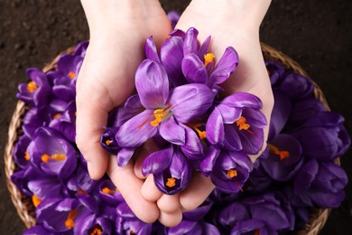 Photo of Woman holding pile of beautiful Saffron crocus flowers over basket, top view