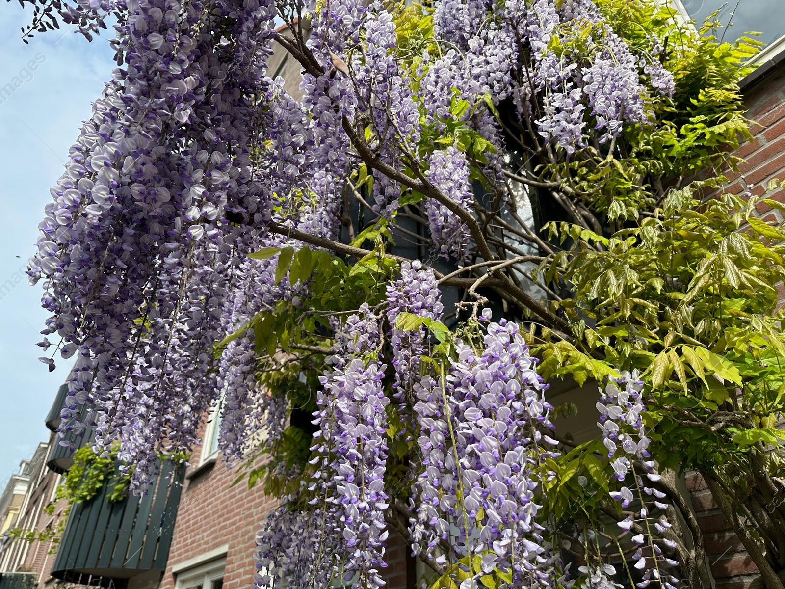 Photo of Building with beautiful blossoming wisteria vine outdoors, low angle view