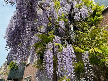 Building with beautiful blossoming wisteria vine outdoors, low angle view