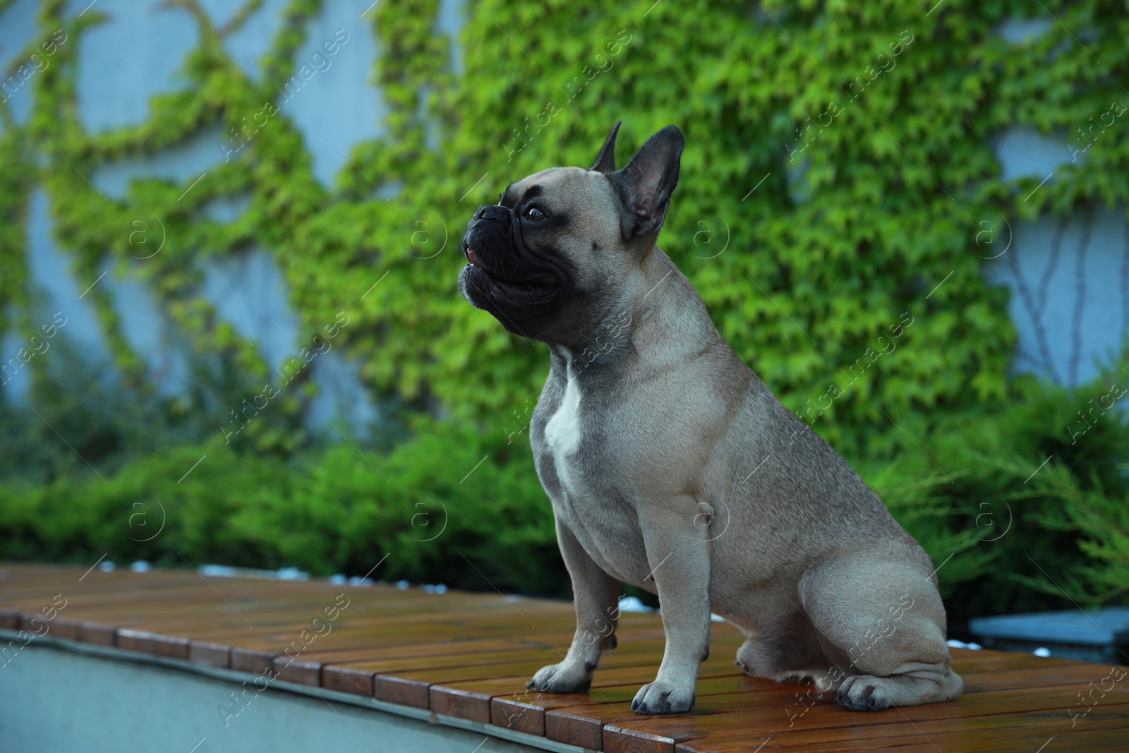 Photo of Cute French bulldog on bench outdoors, space for text. Lovely pet