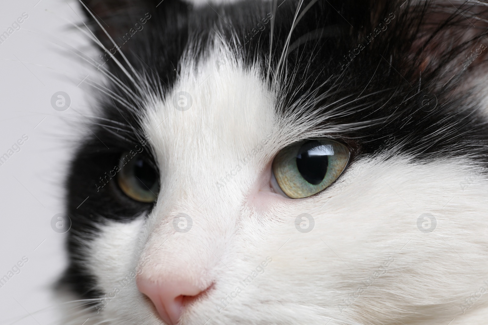 Photo of Closeup view of black and white cat with beautiful eyes