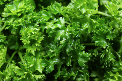 Photo of Fresh green curly parsley as background, closeup